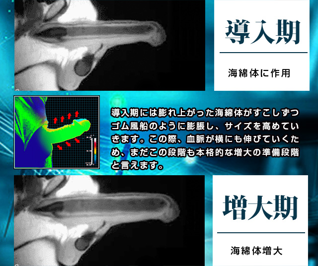 密縮シトルリンZ1